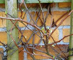 Flower trellis grape trellis vine trellis trellis ideas trellis for sale growing tomatoes indoors grow tomatoes dried tomatoes raspberry canes. Kiwi Plant Pruning Learn How To Cut A Kiwi Vine Plant