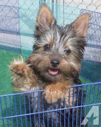 Puppies for sale, find top quality puppies for sale in new york at reasonable price. Silky Terrier Puppies Rare Breed Related To The Yorkshire Yorkie Terrier Puppies Silky Terrier Puppies