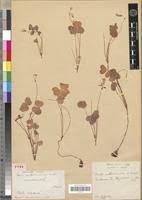 Image result for Oxalis anthelmintica