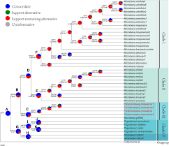 Image result for Achyrospermum laterale