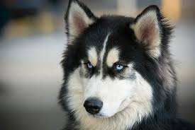 Es geht nicht allein um geschwindigkeit, sondern darum, die schönen ursprünglichen schlittenhunderassen siberian husky, alaskan malamuten. Siberian Husky 2019 Charakter Wesen Hunde Fan De