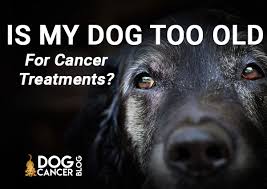 As in people, cancer occurs more frequently in older animals. Is My Dog Too Old For Cancer Treatments It Depends On Many Factors
