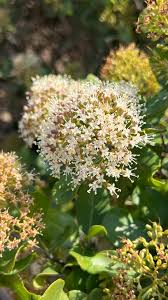 Image result for Nuxia congesta