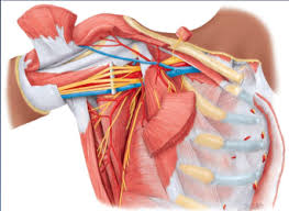 The axillary artery is the main artery of the upper limb. Lecture 6 Axillary Region Arm Flashcards Quizlet