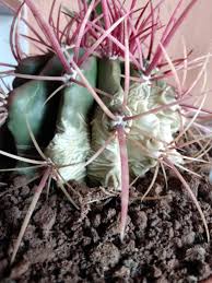 You may be calmly extracting your cactus from don't forget that some spines have a hook on the tip and when you want to remove them from the skin, they get more. Weird White Shriveled Skin On My Cactus Only On One Side It S Green Underneath When I Try To Remove It Help How Can I Fix My Cactus Plantclinic