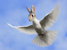 The Rabbidove Funny Photoshop Photoshopped Animals Photoshop