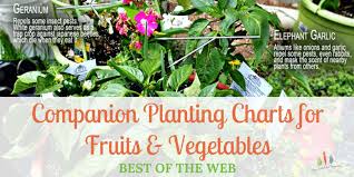 Vegetable Companion Planting Charts Jasonkellyphoto Co