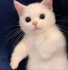 Pin De Guler Bagirova Em Life Em 2020 Gatinhos Fofos Filhotes Fofinhos Gatinhos