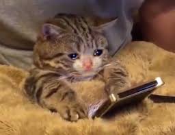 Sad Cat Meme And Crying In Bed Image 6827933 On Favim Com