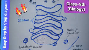 How To Draw Golgi Apparatus Structure Of Golgi Complex Easy Step By Step Diagram Biology Youtube Over 126 golgi apparatus pictures to choose from, with no signup needed. how to draw golgi apparatus structure of golgi complex easy step by step diagram biology
