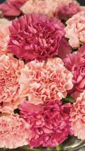 We offer cheap flower delivery so you can make that special someone light up with joy, send a colleague a message of congratulations, or even wish a friend a happy birthday, without breaking the bank. Carnation Flower Carnation Flower Flowers For Sale Flowers