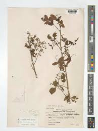 Image result for Harrisonia