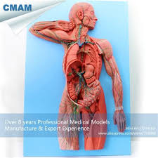 Bedeutung des ökosystems für den menschen. Lymph System Des Menschen Anatomie Lymphgefasse Gesundheit De Development And Function Of The Lymph Vessels And Lymph Nodes Brittani Libby