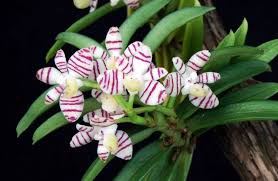 Image result for Rhipidoglossum rutilum