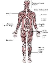 Consider the biceps brachii flexing the forearm at. Pin On Anatomy