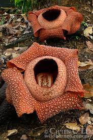 Stock Photograph Of Rafflesia Keithii From Sabah Malaysia Cld1300771 Strange Flowers Planting Flowers Corpse Flower