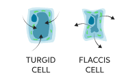 Maybe you would like to learn more about one of these? Learn About Turgor Pressure Chegg Com
