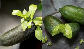 Maybe you would like to learn more about one of these? How To Grow Finger Lime Trees In Pots No Matter Where You Live