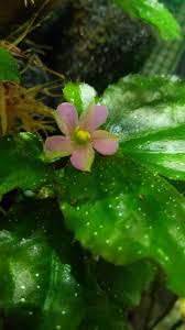 Image result for Calvoa