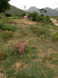 Image result for Sesamum alatum