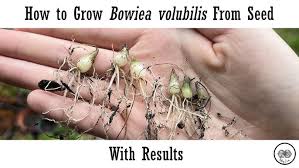 Image result for Bowiea volubilis