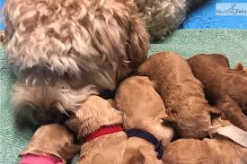 We did not find results for: Red Goldendoodle Puppy For Sale Near Lima Findlay Ohio C6dcb9ea Cf11