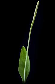 Image result for Ophioglossum vulgatum