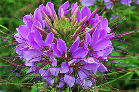 Cleome Spider Flower Flower Seeds Annual Flowers Violet Flower