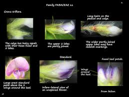 Image result for Grona triflora