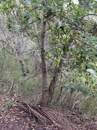 Image result for bay leaf bush foto