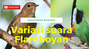 Burung wambi betina memiliki ukuran tubuh yang lebih besar daripada ukuran tubuh wambi jantan. Download Flamboyan Mp4 Mp3 3gp Mp4 Mp3 Daily Movies Hub