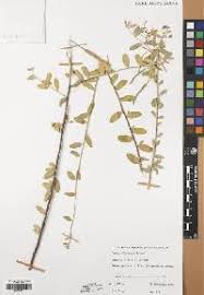 Image result for Cadaba farinosa