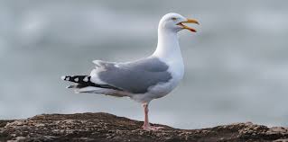Image result for seagull