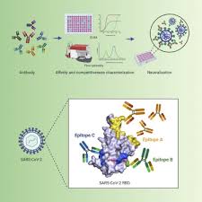 Secondary antibody for studying rabbit igg in the companion products research area. Human Igg Neutralizing Monoclonal Antibodies Block The Sars Cov 2 Infection Sciencedirect