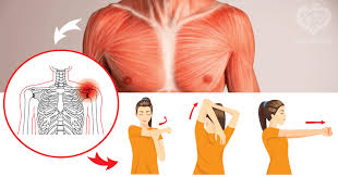 Chest muscles anatomy for bodybuilders. How To Open Up The Chest Muscles To Prevent Forward Slouching Posture And Eliminate Shoulder Pain Live Love Fruit
