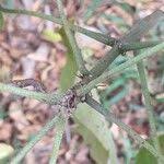 Image result for Abutilon longicuspe