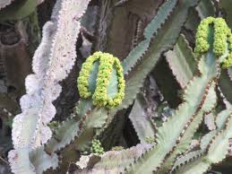 Image result for Euphorbia memoralis
