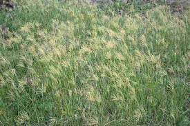 Image result for Chloris gayana