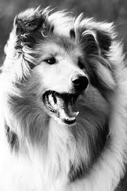 Black And White Sheltie Stuffed Animal The Life And Times Of Bella By Lynsey Cooper Via Behance Dog Photos Rough Collie Collie Dog