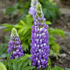 Image result for Lupinus