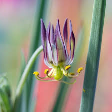 Image result for Ornithoglossum viride