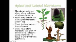 We did not find results for: Plant Structure And Growth Modifications Ib Biology Youtube