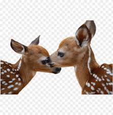 Download Deer Png Images Background Toppng 62 png, deers on transparent background. toppng