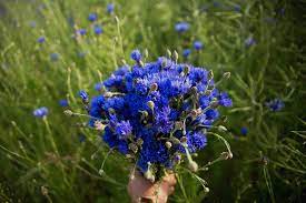 Estonian National Flower Rukkilill Cornflower Flowers Cornflower Interesting Things
