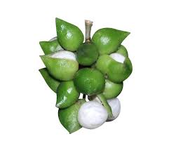 Image result for Maesobotrya