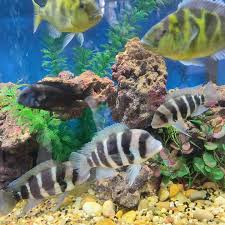 Tong's tropical fish & pets asub kohas fountain valley. Tropicalfish Tong S Tropical Fish Pet And Supplies Facebook