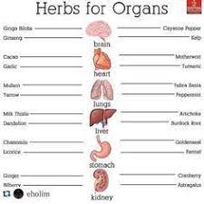 Many people believe that herbs, being natural products, will not be harmful even if taken in larger than required quantities. Herbs Medicinal Super Power Health Natural Health Remedies Health And Nutrition