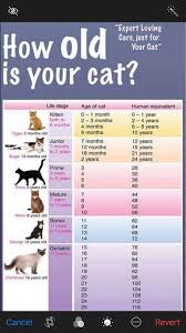 After 1 year, the aging process in cats slows significantly, and they age about 4 years for every 1 of ours. Ragdoll Cat Age In Human Years Petfinder