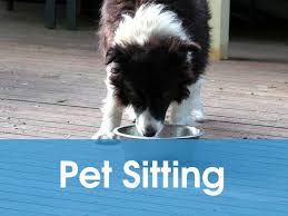We specialise in pet sitting , dog walking, pet minding, cat sittters melbourne, vic. Dog Walking Pet Sitting Services Melbourne Dog Walkers Melbourne
