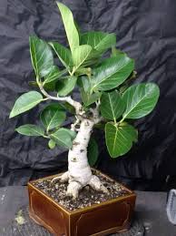 Image result for Ficus burkei